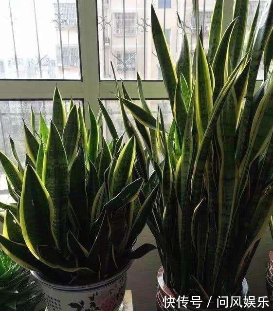 养殖盆栽虎皮兰,该如何加深叶片纹路掌握4点株型美、叶片肥