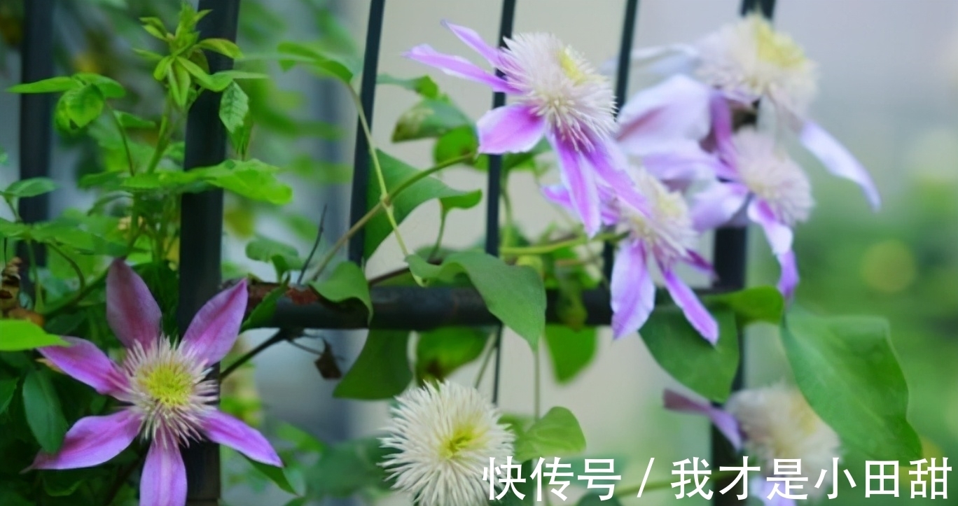 养花人必须记住的“施肥口诀”,只要合理掌握,养花变得轻轻松松