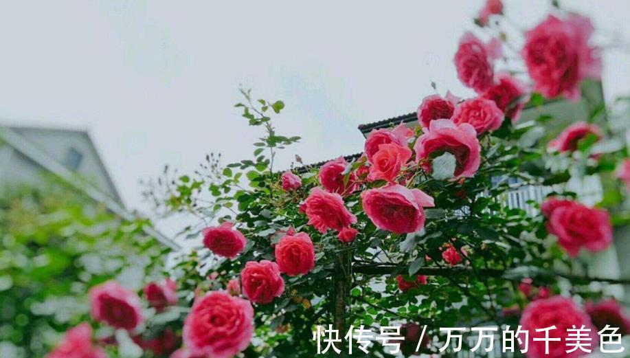 枝条|3种高颜值花卉,8月扦插正当时,生根快冒新芽,喜欢赶紧动手