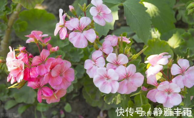 天竺葵|她家只养一种花,一年四季有花赏,原因是做好了四件事