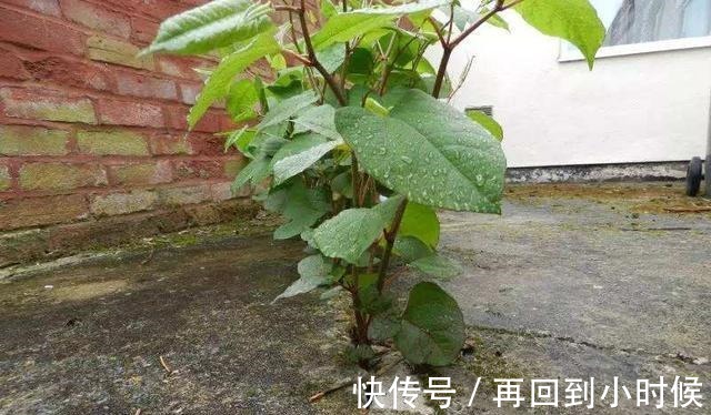 屋前屋后见到这草,二话不说赶紧拔,小心爬的满家都是!