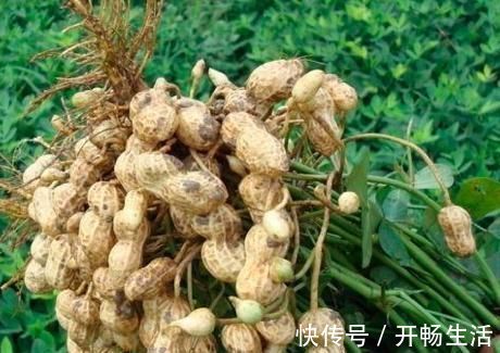 黑豆|花生可和此物一起吃,头发变黑了,也不脱发了,谁吃谁健康!