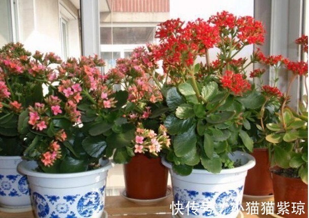 老花匠养“长寿花”,轻轻松松变“老桩”,花友给1000不卖