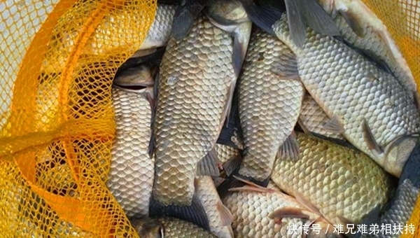 冬季|冬季钓鲫鱼,学会避开这5大误区,让你每次都不走空!