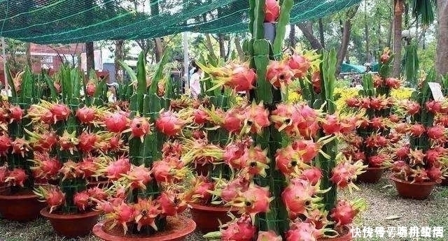 生根|这“2种”水果,剪根枝条插土里,15天生根,2年结果,果子吃不完