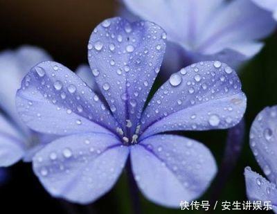 这花长得巴掌大，越晒花越多，一不小心就开成瀑布！