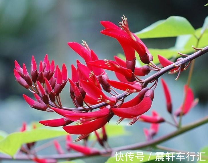 绿叶$此花花色红艳夺目,远望犹如一支象牙突出于绿叶丛中,寓意着荣耀