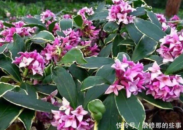 最有仙气的4种花,迷人的花朵,开满整个花盆,繁花似锦