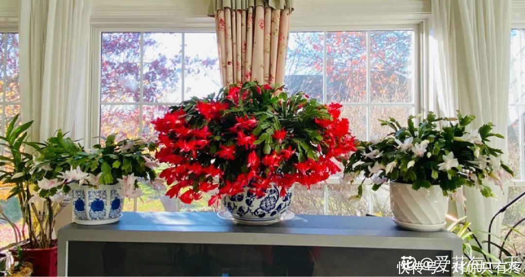 养花爱花2021赏花日历,看好这一篇,不会错过花期