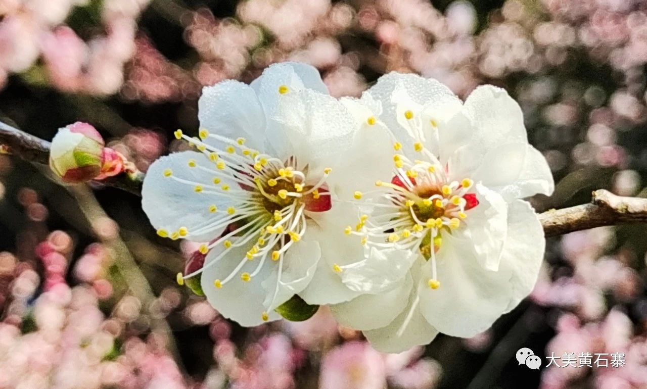 张家界黄石寨：邀你看梅花免费坐索道