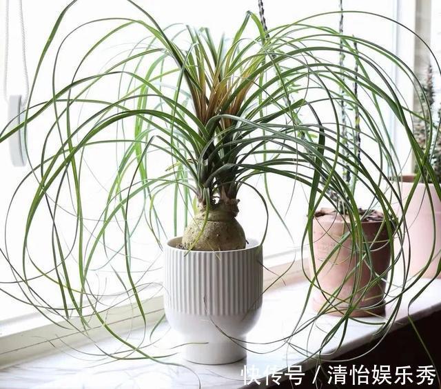 养护|8种“丑花”，个个都有好兆头，家里养几盆，镇宅吉祥，越养越爱