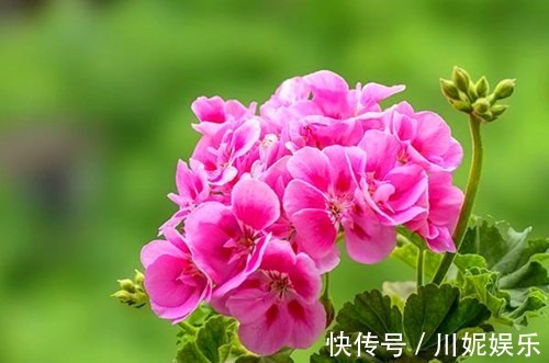 比绿萝还好养的“2种花”，插在水里就能生根开花，花朵还能爆盆