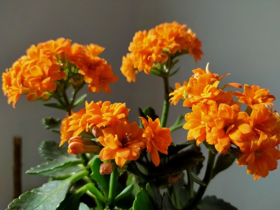 长寿花的“1朵花”绽放开60天，了解它的生长环境，你也能做到