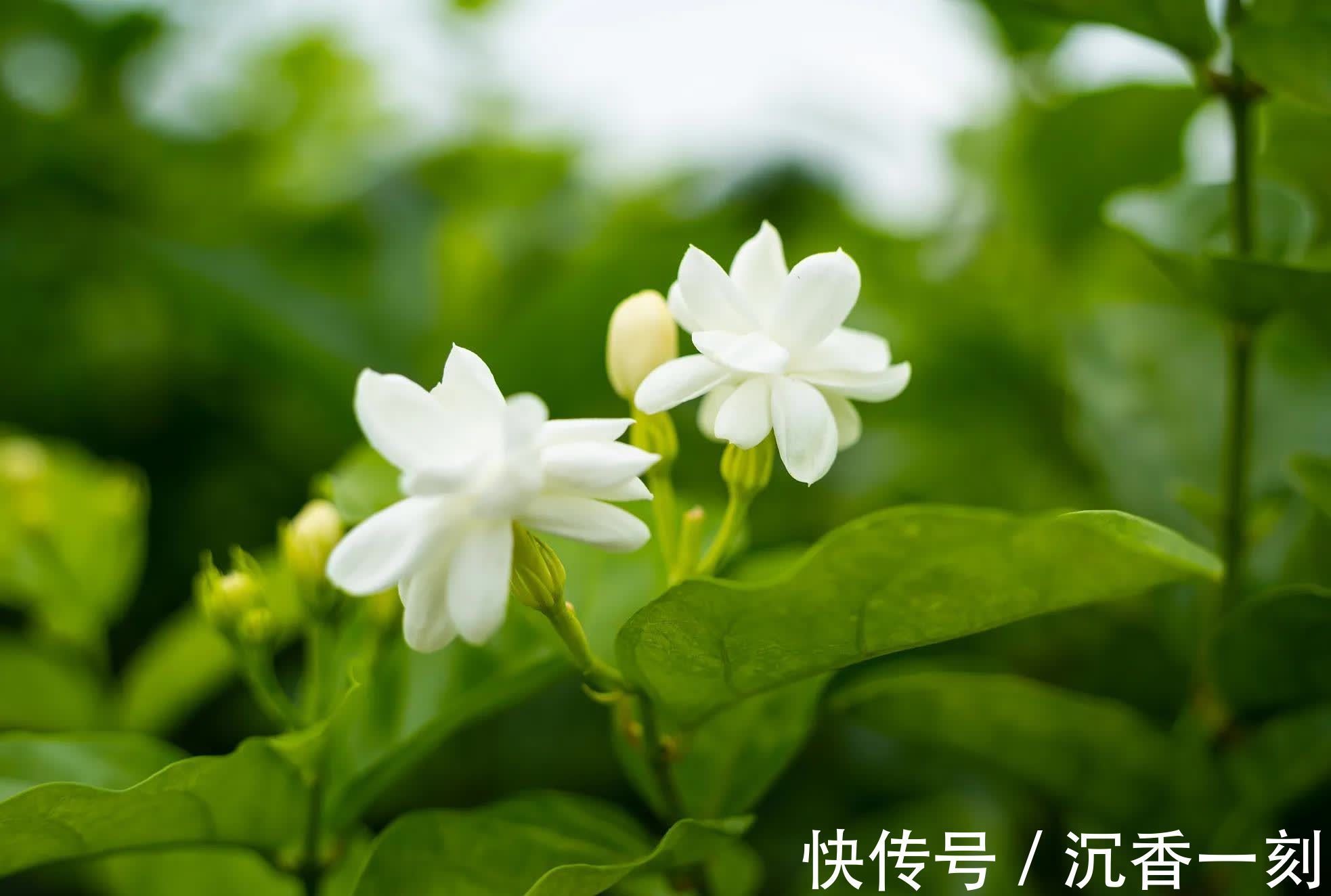 茉莉花|10种代表夏天的植物，我觉得是这些，你认为呢？