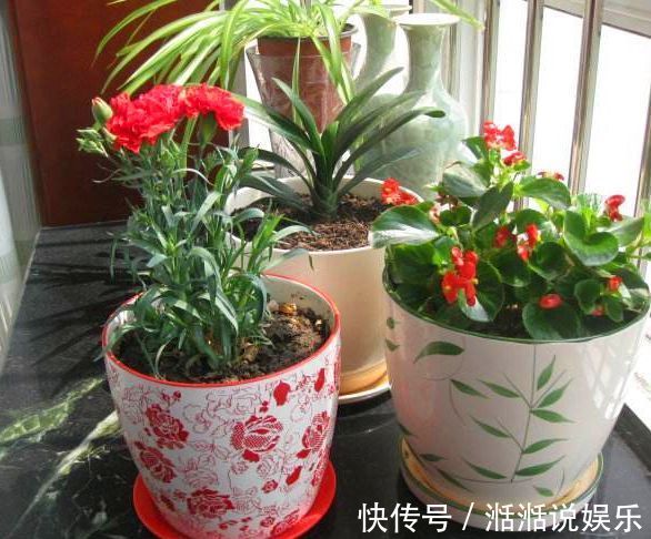 大蒜|总是把花儿养死隔壁大爷说,你加点它呀,保你养一盆旺一盆