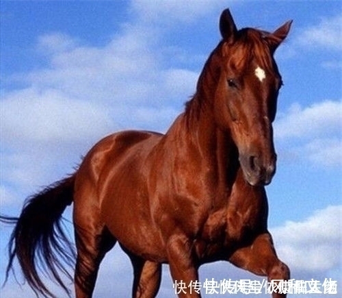 曹操#中国历史上的6匹名马,除了赤兔马,其余的5匹你都知道么