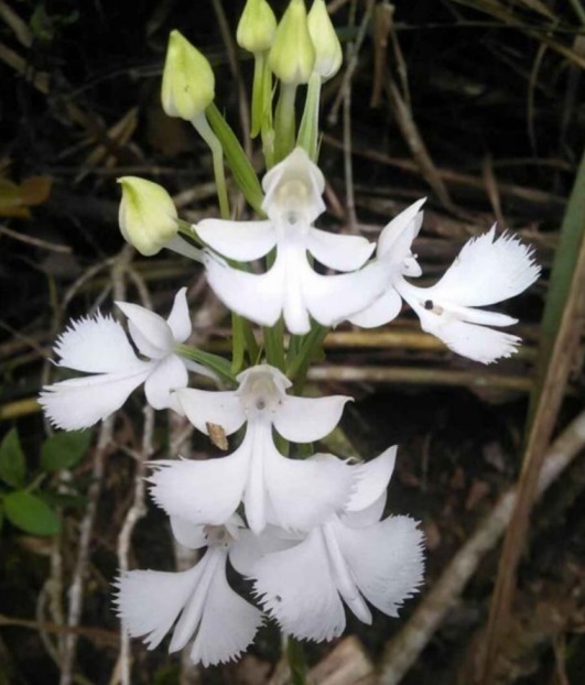 全球最贵兰花，在中国发现，形状怪异，价值1500万