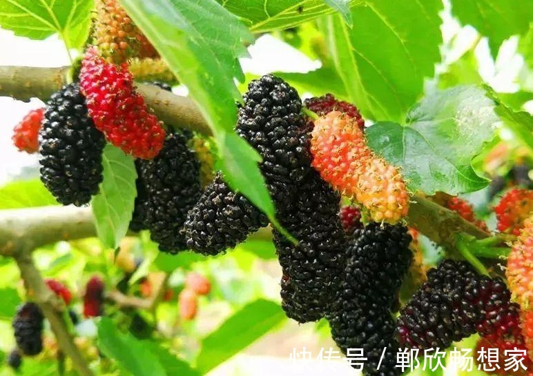 水果|清明过后,记得多吃此6种水果,个个水分足口感好,现在吃正当季