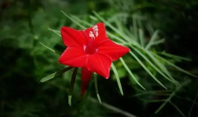 这些花卉太阳越大，花开越鲜艳，最适合夏季来养了！