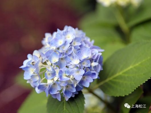 绣球花|彩！辰山植物园里2000余株绣球花绚烂绽放