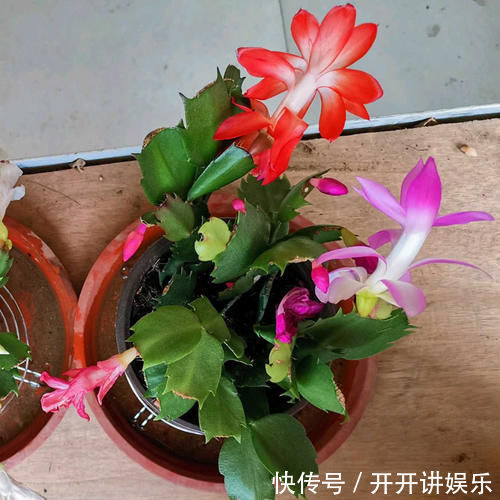 施肥|蟹爪兰烂根了,不用嫁接,盆里放2样东西,10年不烂根