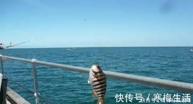 神经素|钓鱼老是空军？掌握这几个细节，新手也能爆护