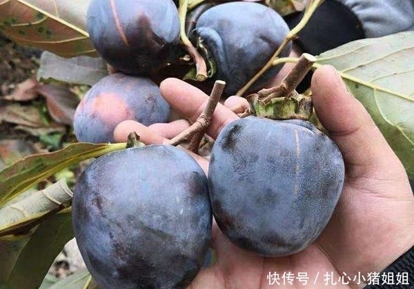 老人|一种水果零下25度冻不死,放3个月时间也不会变质,最适合老人吃