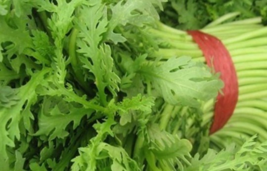 在乡下种植一种菊花菜,可以润肺补肝,很受大众喜欢,营养丰富