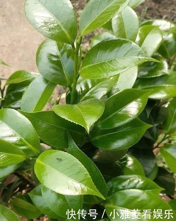 家里“过期”小药片,养花是个宝,丢在盆里,比生根水还管用!