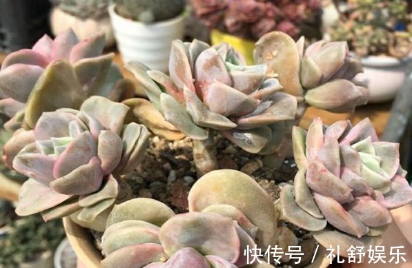 多肉植物|养多肉用1种“溶液”,再也不徒长,叶片长得肥又厚,疯长到爆盆