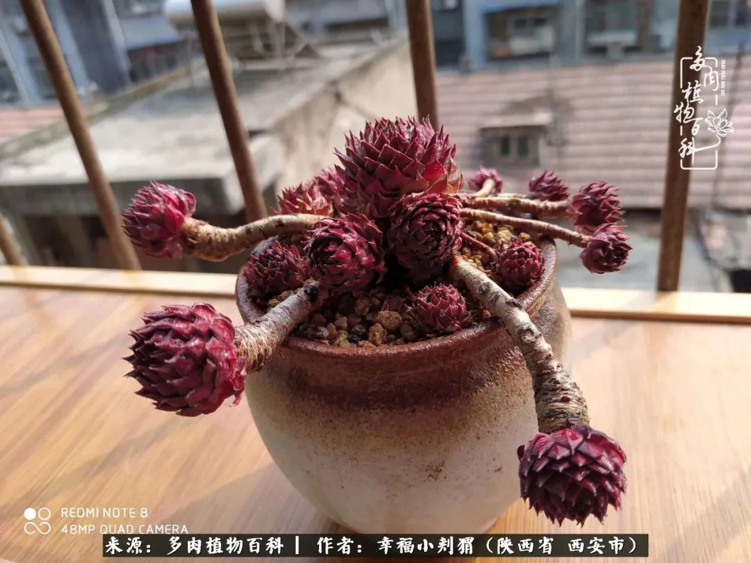 时光荏苒，种肉赏肉已成了生活中不可缺少的一部分！