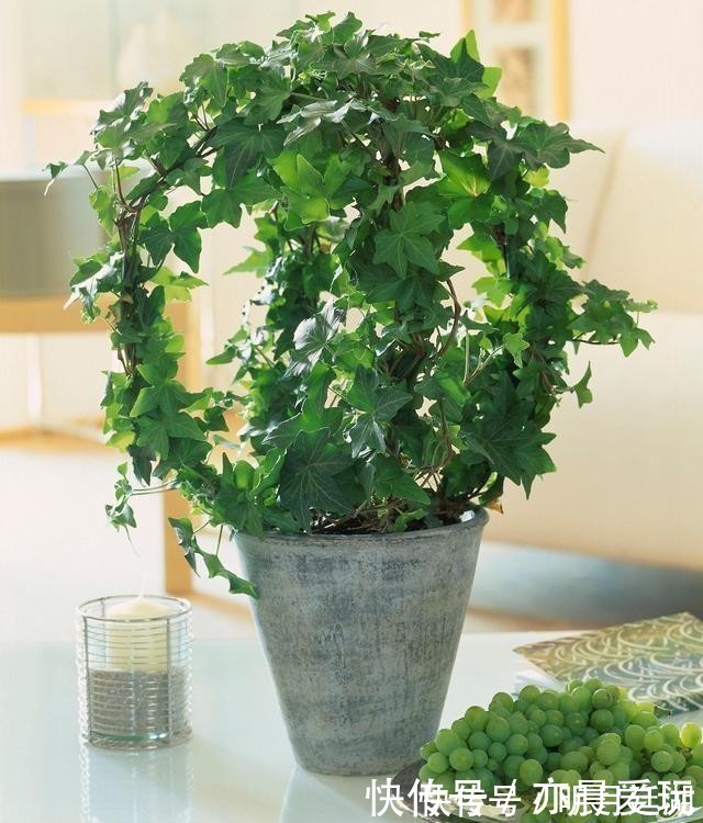 吊兰|卧室就养4种花，“养人”又养气，不是没有道理