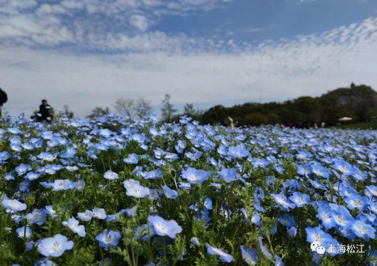 来松江看花海呀！蓝色的、超梦幻