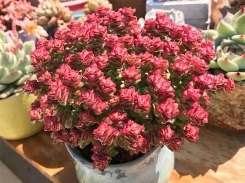 外表非常普通的多肉小米星,却让很多花友着迷,出了状态实在太美