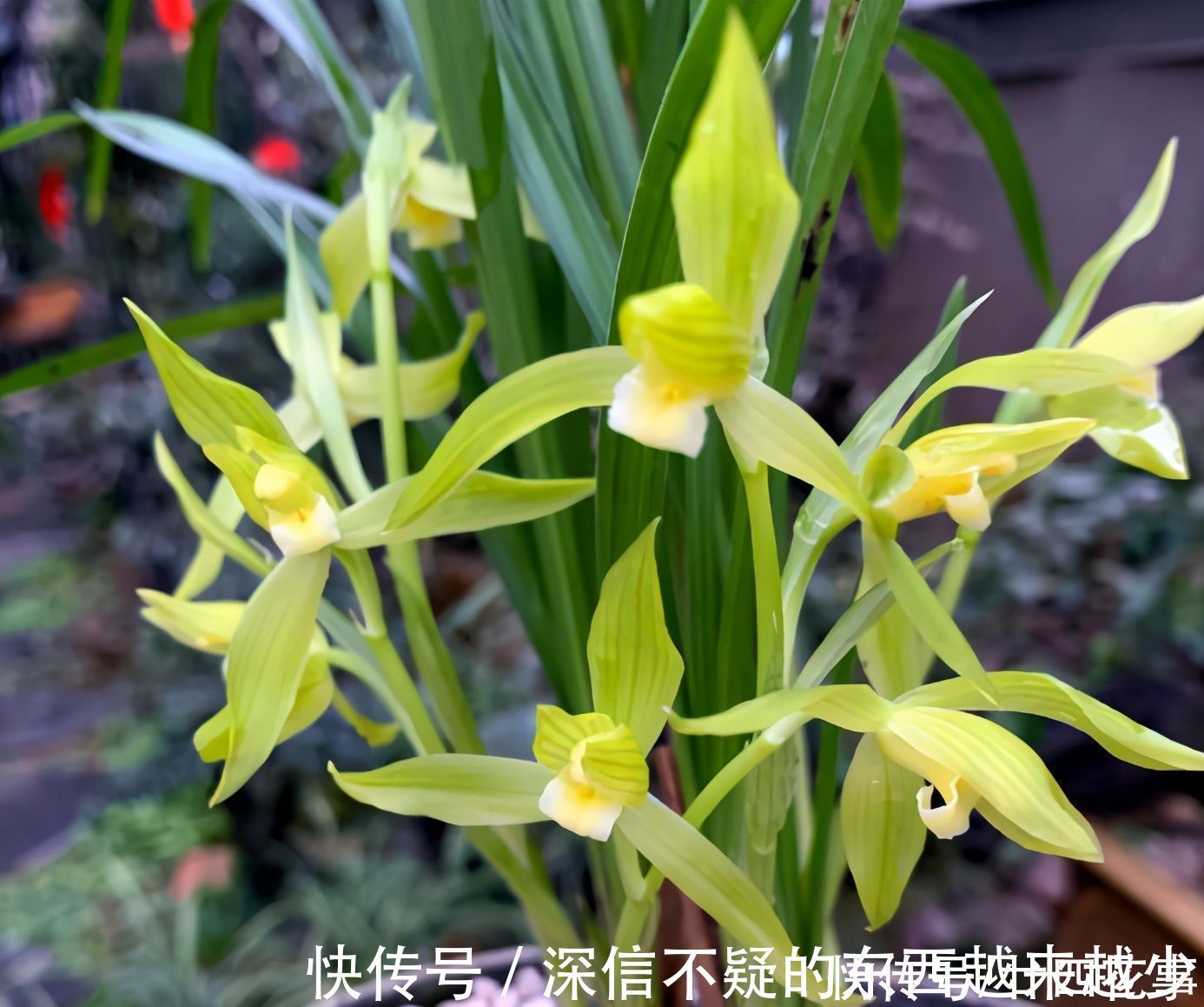 花芽|兰花施肥,掌握1句“口诀”,新芽“蹭蹭”冒,花朵“呼呼”开