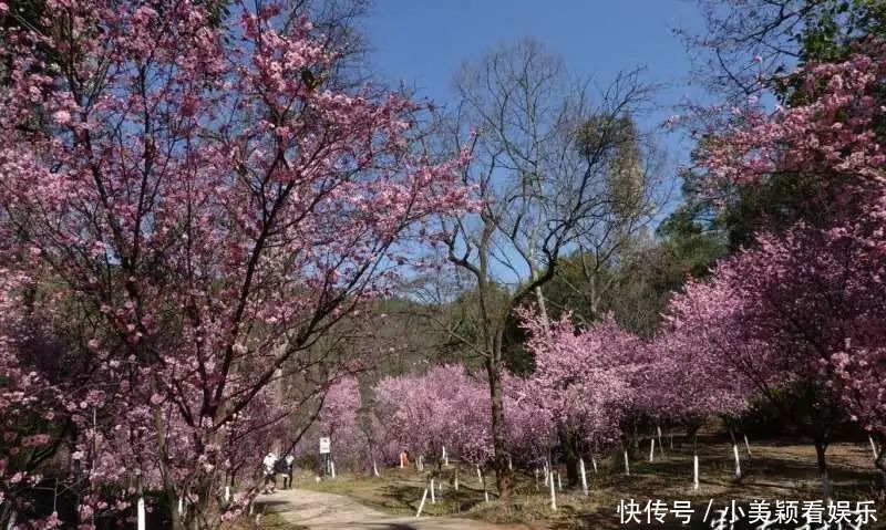 一条街|春城春意浓，西山区赏花正当时