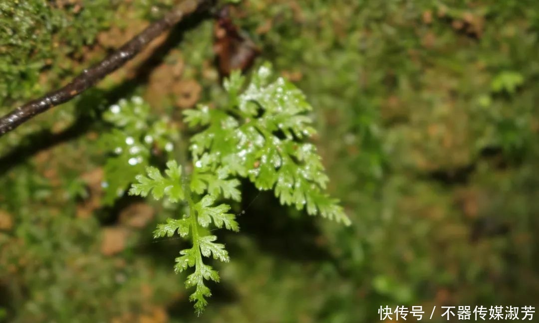 红池秀|桂林红溪！溪红池秀、瀑美石奇、树怪藤古合为六绝