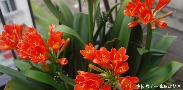 君子兰|养君子兰有“讲究”,教你几个小技巧,呼呼长叶,棵棵开花
