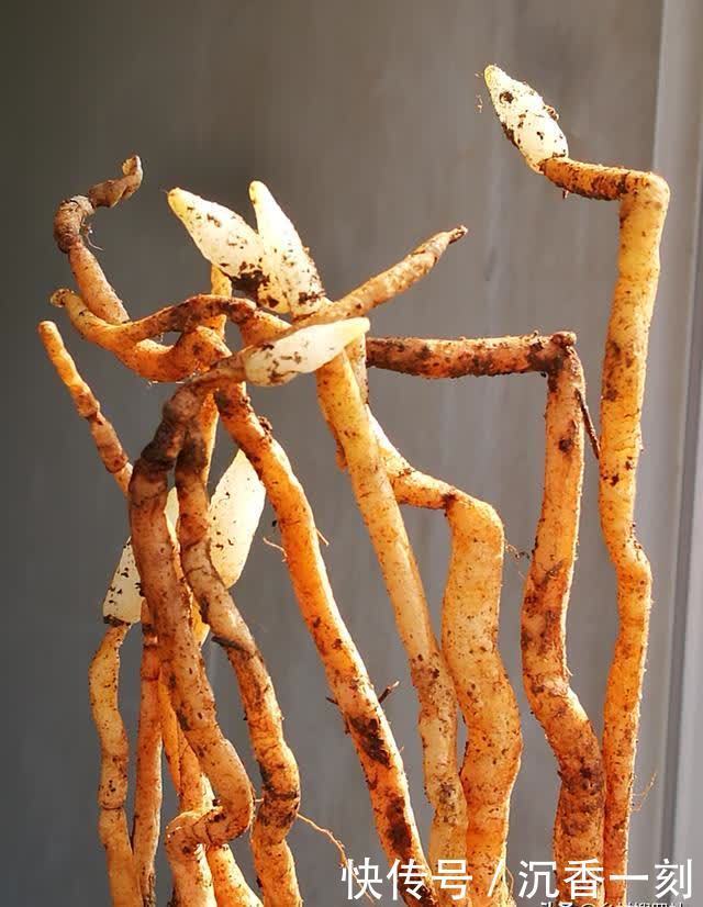 夏天|夏天如何管理兰花,才能确保不会烂根?这3点非常重要