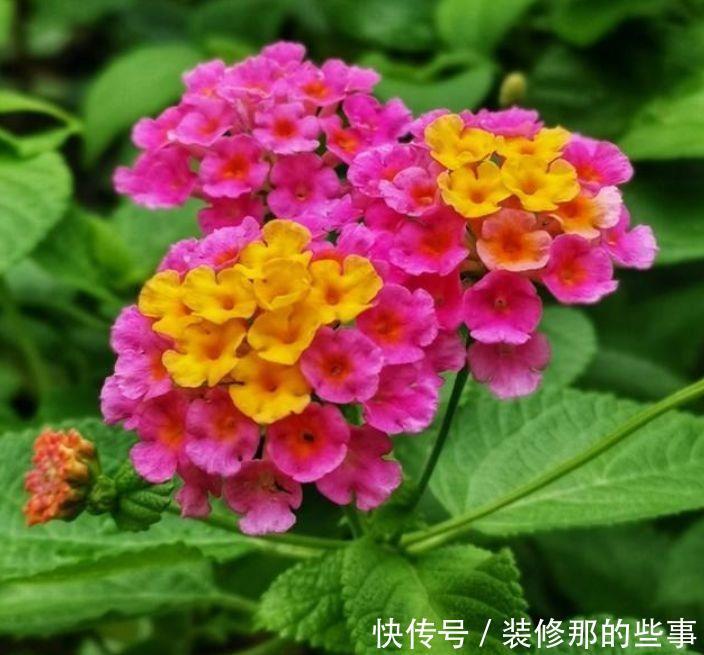 5种花是懒人的最爱,有阳光就爆盆,对待新手很友好