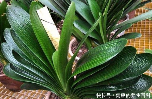 想要君子兰长得快，做好这几个要点，不断长出新叶！