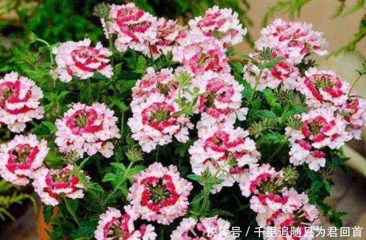 长寿花|超好养的4种花,人人都喜欢,叶子油绿,花朵漂亮!