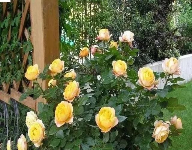 家里养“5种花”，要多“晒一晒”，根壮叶绿、开花不断