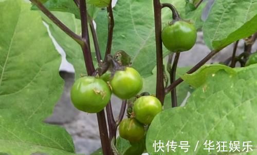 排毒养颜|人到中年想长寿,3种食物换着吃,清热利尿、祛湿排毒,好处多多