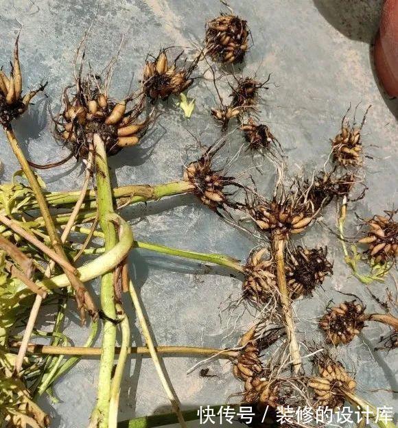 芦荟|8种花像“老母猪”，种一棵，生一窝，多得没地方养