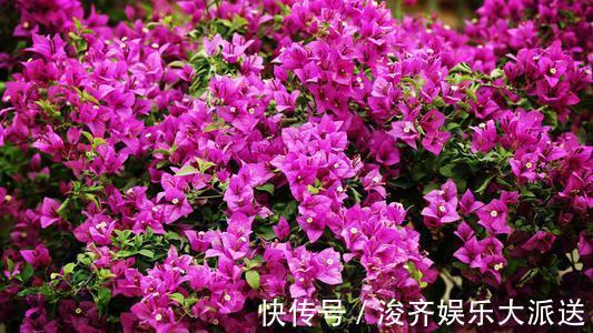浇水|三角梅盆景开花落败，抓紧时间修剪一番，再次开花很简单