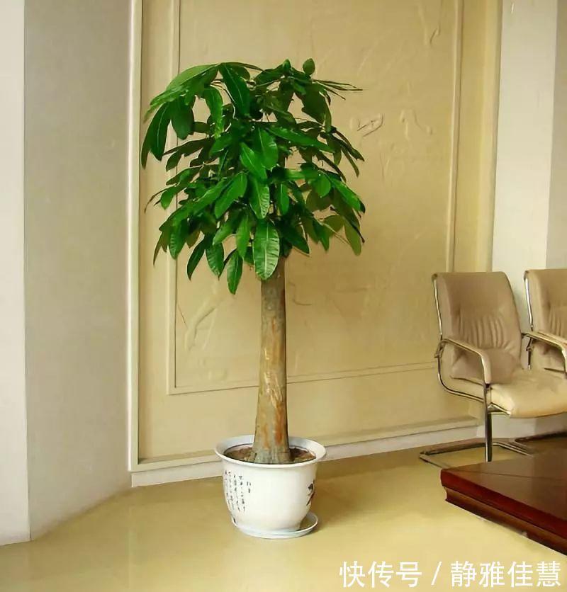 大肚子|6种耐旱花,“大肚子”里面都是水,一个月不浇也没事!