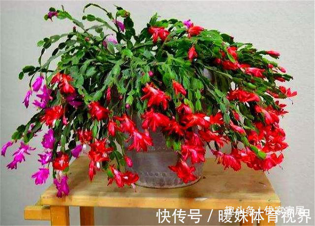 蟹爪兰叶子少不开花怎么办?3个“技巧”,蹭蹭长,开花开爆盆