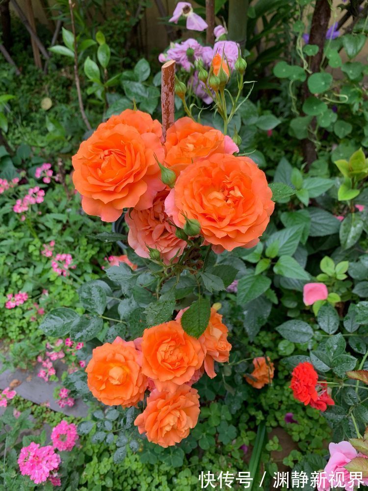 赏花|喜欢赏花,就养盆“玫瑰珍品”土星王阳台,丰腴婀娜,花色温馨