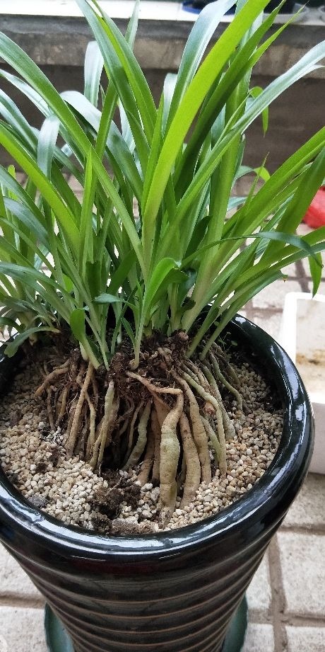 花友们|养花一定要会养根，根系长得壮，植物才有精神